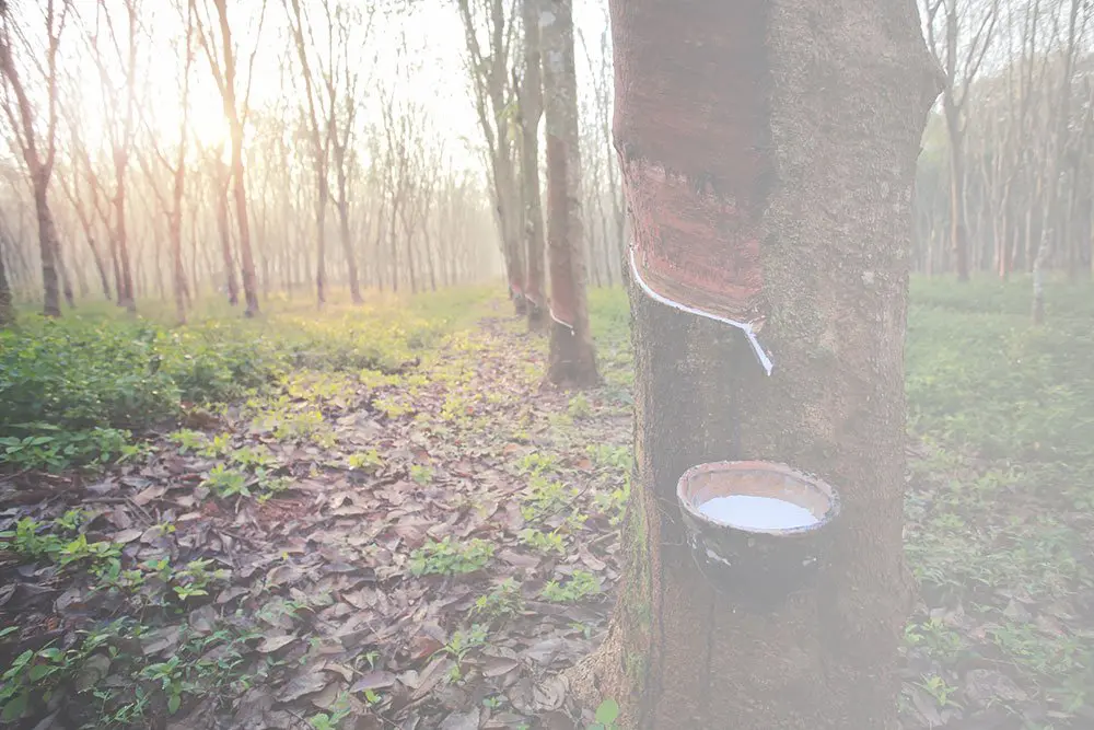 Why You Should Buy a Latex Mattress